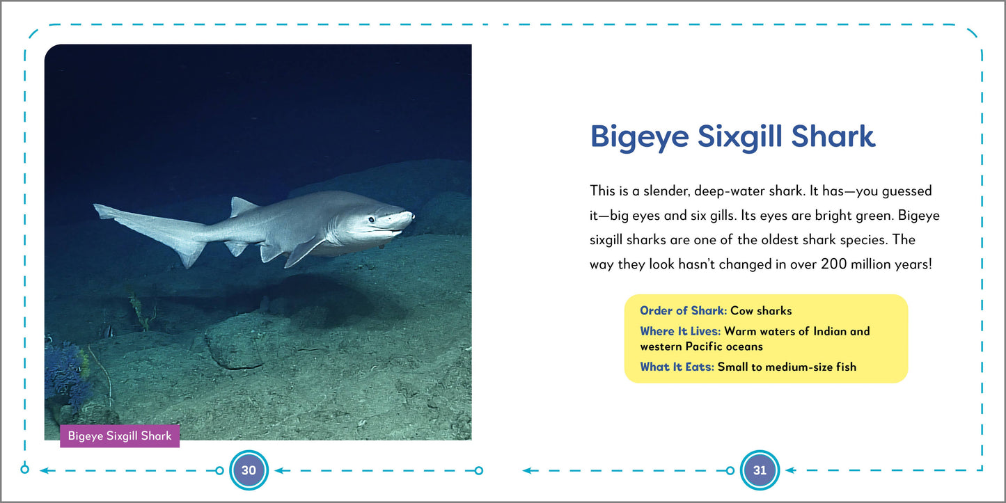 My First Book of Sharks