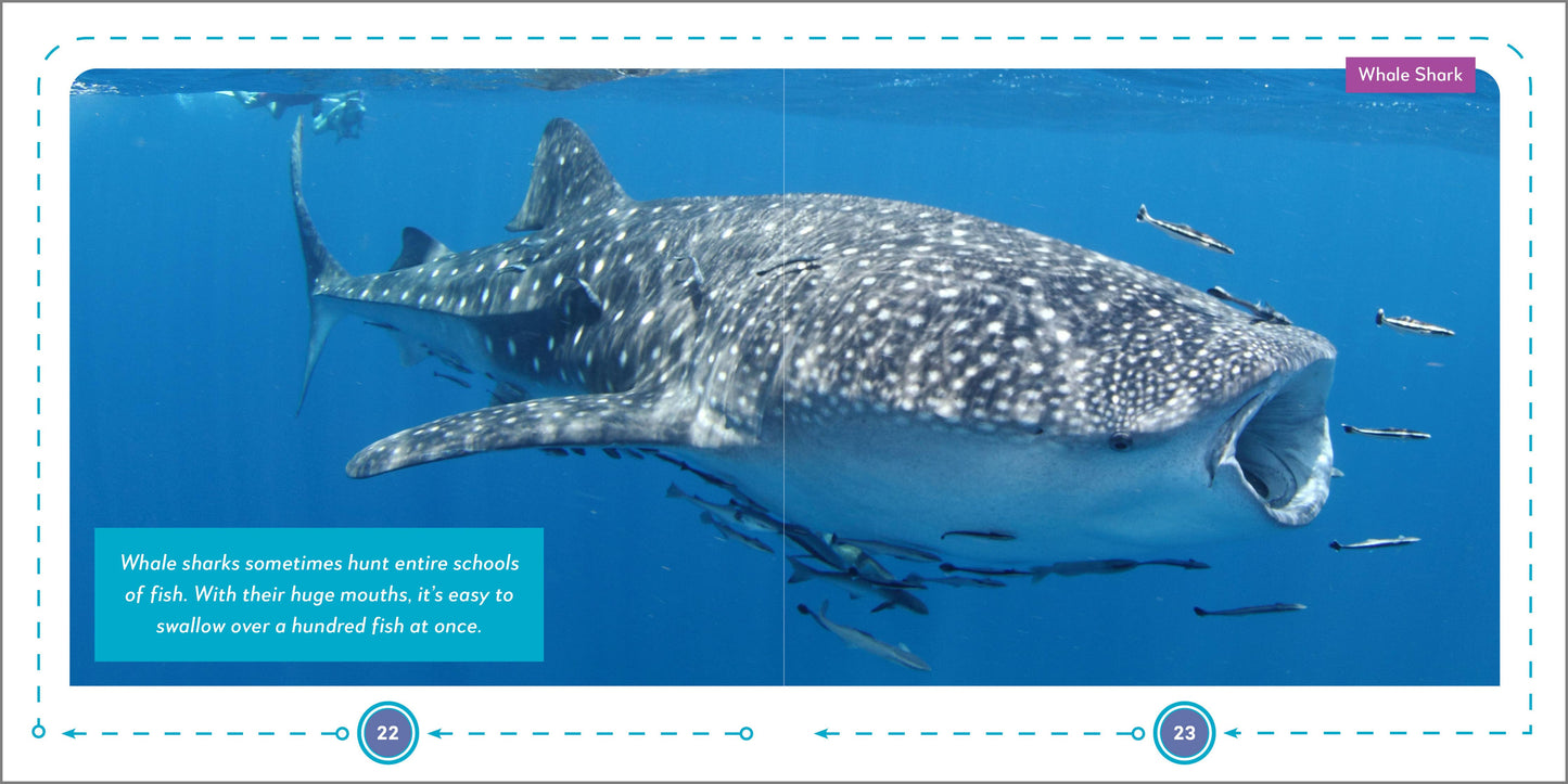 My First Book of Sharks