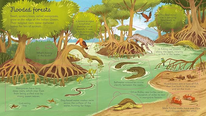 Look Inside Sea And Oceans